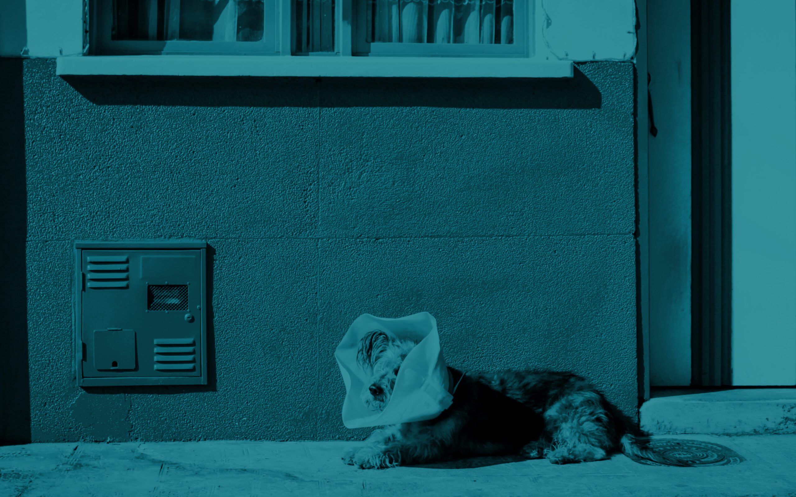 dark turquoise background showing an ill dog waiting at a door on an urban street